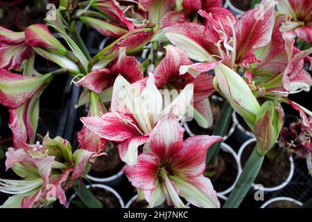 Primo piano di molti fiori di un giglio in vaso rosa e bianco chiazzato. Sfondo floreale festivo. Foto Stock