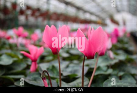 I fiori di ciclamino rosa tenue in vaso vengono coltivati e venduti in serra. Foto Stock