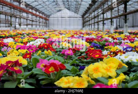 Un tappeto di molti fiori di primrose multicolore, conosciuto anche come cowslip, coltivato in una serra. Messa a fuoco selettiva. Foto Stock