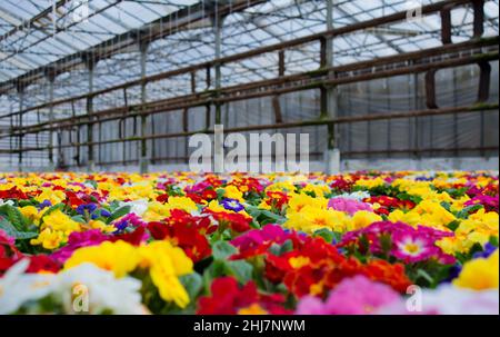 Un tappeto di molti fiori di primrose multicolore, conosciuto anche come cowslip, coltivato in una serra. Messa a fuoco selettiva. Foto Stock