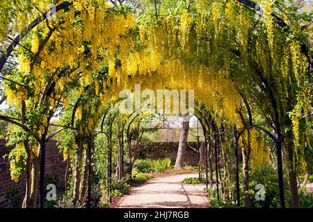 Una camminata dell'arco coperto di Laburnum, nel giardino delle regine, Kew Foto Stock