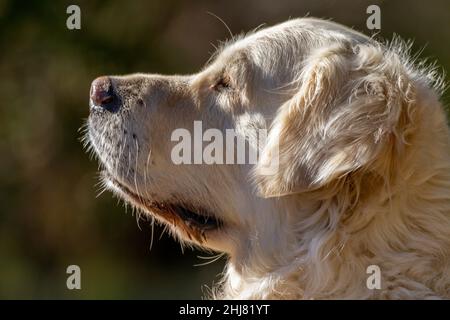 Faccia di un cane della razza Golden Retriever in primo piano con uno sfondo scuro. Il cane è di colore crema chiaro Foto Stock
