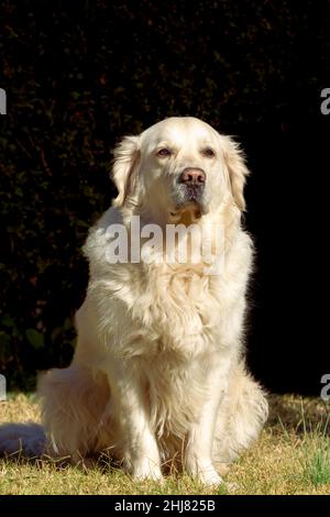 Cane del Golden Retriever razza seduta calma su sfondo scuro. Il cane è di colore crema chiaro Foto Stock