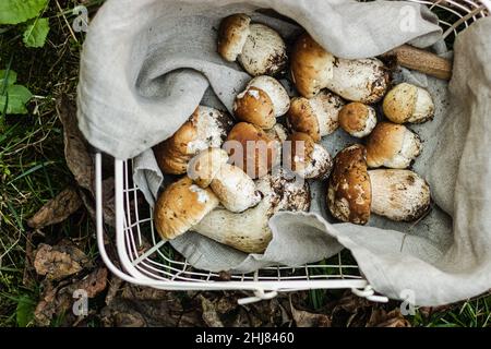 Funghi porcini in cestino. Funghi selvatici commestibili appena raccolti in natura nella foresta vicino Boletus. Raccolta di muschi Foto Stock