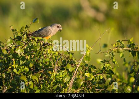 Pappagallo rosso - Poicephalus rufiventris, pappagallo colorato di cespugli africani e savannah, colline Taita, Kenya. Foto Stock