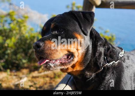 Rottweiler cane di una razza pericolosa che cammina senza muso Foto Stock