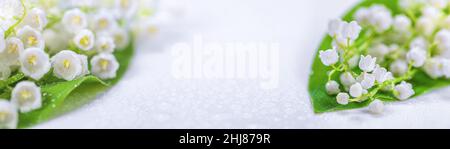 Giglio della valle, fiori bianchi primaverili in fiore, isolato su sfondo bianco, fuoco selettivo, banner con spazio libero per la copia del testo Foto Stock