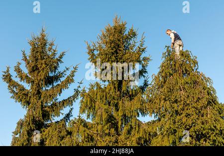 Giardiniere taglio dei rami di un pino alto con taglio in giardino. Foto Stock