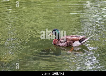 Maschio Mallard Duck nuoto in stagno al Audubon Park a New Orleans. Foto Stock