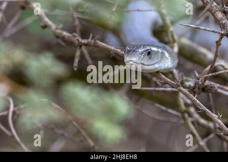 Deadly black mamba snake sud africa close up ritratto Foto Stock