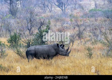 due rinoceronti nel parco kruger paesaggio sud africa Foto Stock