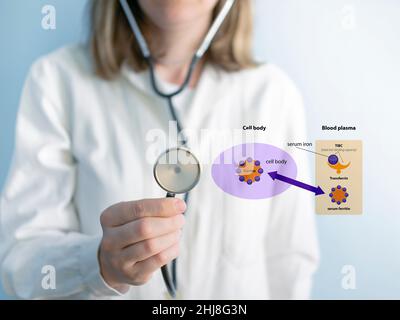 Dottore, Ferritin è la principale proteina di stoccaggio del ferro negli esseri umani. La ferritina sierica è correlata alla quantità di ferro presente nell'organismo. Modello cartoon. Trasfe Foto Stock