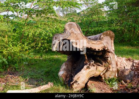 Tronco di albero con un foro nel mezzo che giace sul terreno Foto Stock