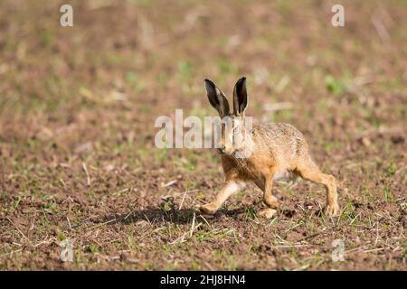 Primo piano di una lepre selvaggia britannica (Lepus europaeus) isolata all'aperto in terreni agricoli rurali, che corrono attraverso il terreno. Foto Stock