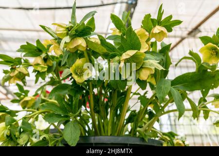 Helleborus Orientalis fiorì fiori verdi nel giardino in primavera Foto Stock