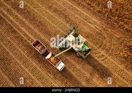 Mietitrebbia che lavora nel campo del grano. Macchina da raccolta durante il taglio del raccolto in terreni agricoli. Mietitrebbia per la raccolta della granella. La trebbiatrice carica il grano in truc Foto Stock