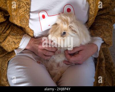 Primo piano di porcellino d'India peruviano bianco e oro prendere il sole tra le braccia del suo proprietario. Foto Stock