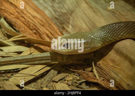 Immagine ravvicinata del grande serpente Taitan costiero altamente venoso, in movimento veloce, in Australia Foto Stock