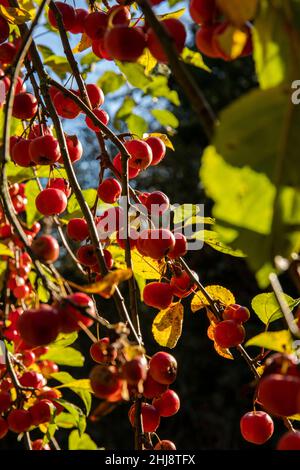 Regno Unito, Inghilterra, Cheshire, Goodrey, Università di Manchester, Jodrell Bank Arboretum, frutta su alberi di malus in autunno Foto Stock