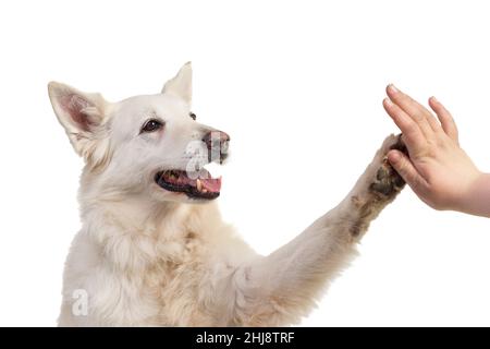 Pastore Svizzero bianco ritratto del cane rivolto verso la telecamera isolata su uno sfondo bianco dando un alto cinque Foto Stock