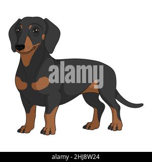 Illustrazione a colori con dachshund nero e marrone chiaro. Oggetto vettore isolato su sfondo bianco. Illustrazione Vettoriale