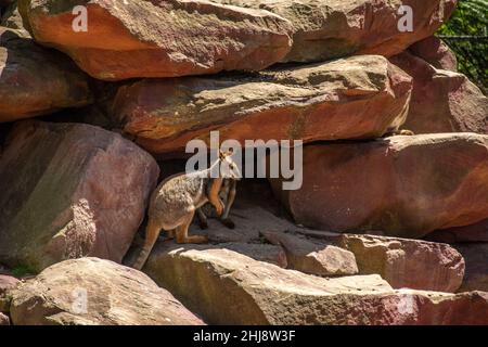 Un wallaby femminile di roccia a zampe gialle (Petrogale xanthopus), precedentemente noto come wallaby rock a coda di anello con joey in Australia Foto Stock