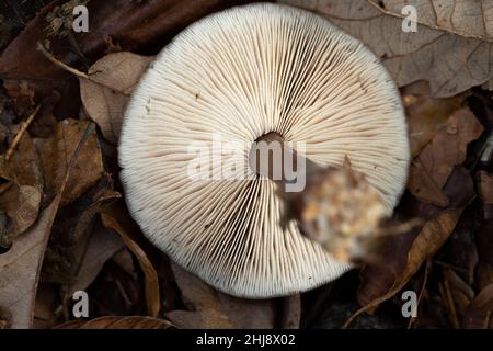 Vista sotto un cappuccio di fungo che giace capovolto sul terreno della foresta con foglie, macro di cappuccio di fungo sottostante che mostra le branchie, costole di fungo Foto Stock