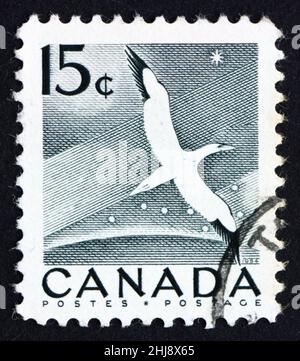 CANADA - CIRCA 1954: Un timbro stampato in Canada mostra Gannet, Bird, circa 1954 Foto Stock