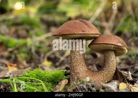 Una scuderia di castagno o il boleto del re - Xerocomus badius - su muschio in una foresta con bokeh sullo sfondo Foto Stock