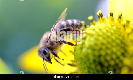 Ape di Dilligent che estrae il polline da un fiore giallo, catturato a livello di maro Foto Stock