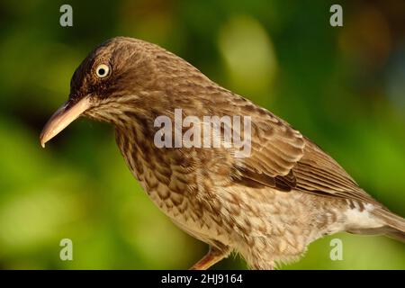 Perlauten-Spottdrossel, thrasher dall'occhio perlato, Margarops fuscatus, Curacao Foto Stock