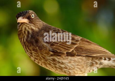 Perlauten-Spottdrossel, thrasher dall'occhio perlato, Margarops fuscatus, Curacao Foto Stock