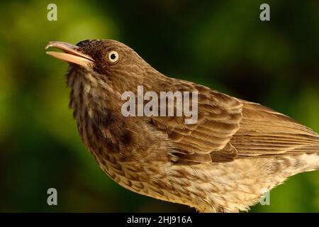 Perlauten-Spottdrossel, thrasher dall'occhio perlato, Margarops fuscatus, Curacao Foto Stock