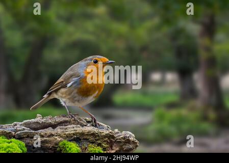 Robina europea (Erithacus rubecula) arroccata su un ceppo di albero alla ricerca di insetti e altri invertebrati in legno marcio nella foresta Foto Stock