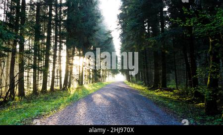 Meraviglioso umore del mattino in una foresta tranquilla con i primi raggi di sole che brillavano attraverso gli alberi Foto Stock