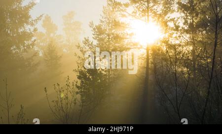 Raggi di sole caldi e belli penetrano attraverso alberi e rami nella nebbia mattutina Foto Stock