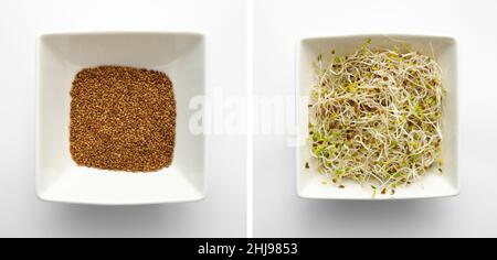 Germogli di semi di Lucerna o Alfalfa (Medicago sativa) in ciotola bianca su sfondo bianco, ripresa in studio. Prima della germinazione a sinistra e dopo 4 giorni. Foto Stock