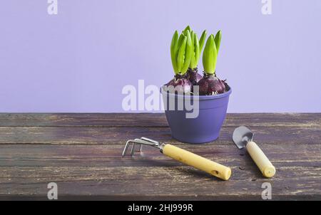 Bulbi di giacinto in un vaso di fiori viola e attrezzi di giardino sul tavolo di legno - giardinaggio domestico come hobby e di collegamento con la natura, spazio di copia Foto Stock