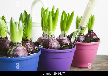 Bulbi di iacinto che crescono in wopotes multicolore - aspetto primavera e concetto di giardinaggio domestico Foto Stock