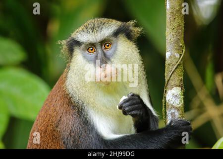 Scimmia Mona (Cercopithecus mona) mangiare in un albero, Parco Nazionale Grand Etang, Grenada. Foto Stock