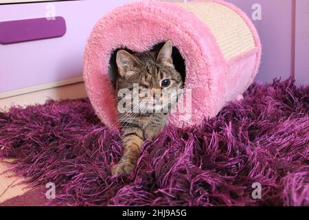 Un gattino senza occhi in un clipboard.The rosa gatto che ha perso il suo occhio non ha perso il suo umorismo. Ama il suo stash nel paletto graffiante rosa. Foto Stock
