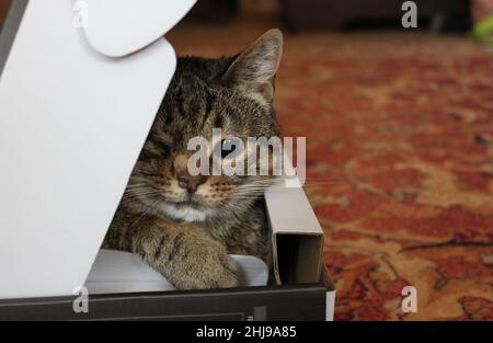 Un gattino dolce senza occhi si siede in una scatola. Un gatto senza occhi si inclina fuori dalla sua scatola. Foto Stock