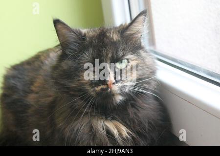 Un bel gatto tortie dai capelli lunghi si siede su un davanzale senza un eye.The gatto perso il suo occhio quando era senzatetto. Ora è al sicuro. Foto Stock