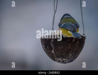 Uccello di colore di Chickadee sul ramo dell'albero in freddo giorno nuvoloso di inverno Foto Stock