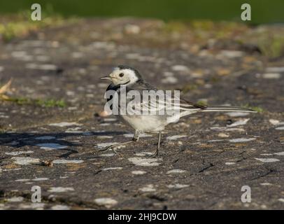 Uccello urbano . Un piccolo pied wagtail alla ricerca di cibo su una superficie pavimentata. Suffolk, Regno Unito. Foto Stock