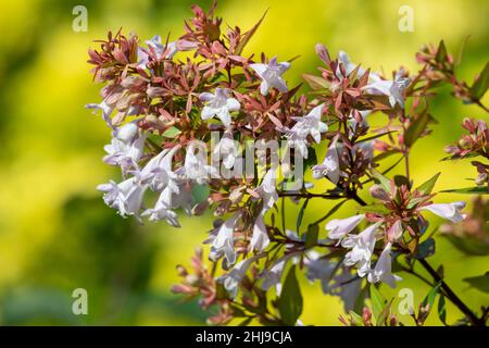 Primo piano di fiori cinesi abelia (abelia chinensis) in fiore Foto Stock