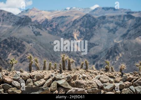 Cactus con lunghe spine sul recinto e le montagne sullo sfondo con profondità di campo nel Canyon del Colca, Perù Foto Stock