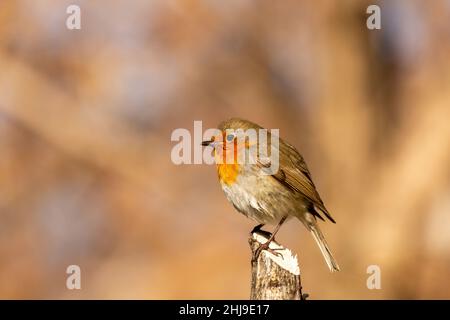 Il pettirosso o melograno Nightingale è una specie di uccello della famiglia dei Psaccini. Erithacus rubecula Foto Stock