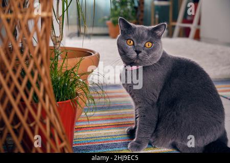 Uno splendido gatto britannico Shortair si siede su un tappeto multicolore e guarda la fotocamera Foto Stock