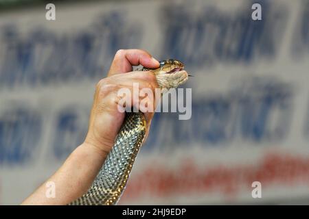 Un serpente di cobra usato in uno spettacolo di serpenti Foto Stock